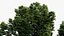Podocarpus totara Evergreen tree 3D model