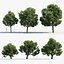 Podocarpus totara Evergreen tree 3D model