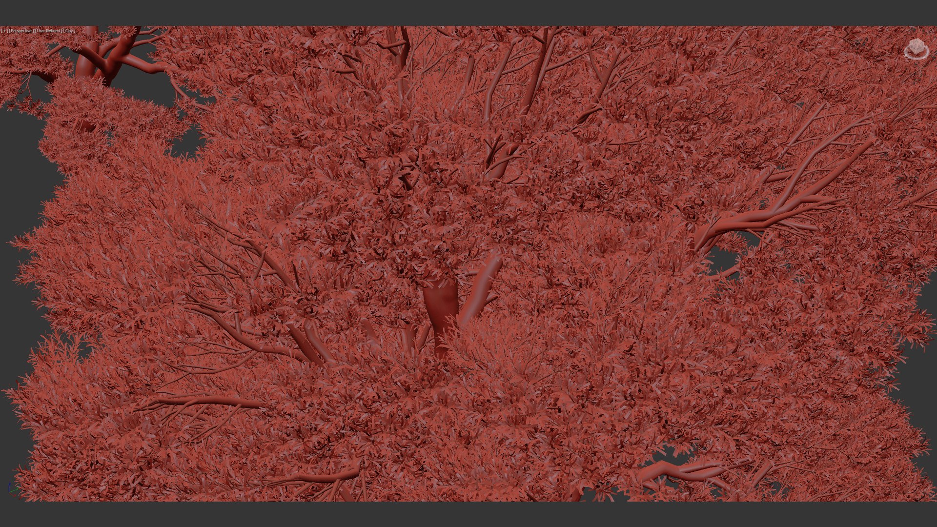 Podocarpus Totara Evergreen Tree 3D Model - TurboSquid 2050186