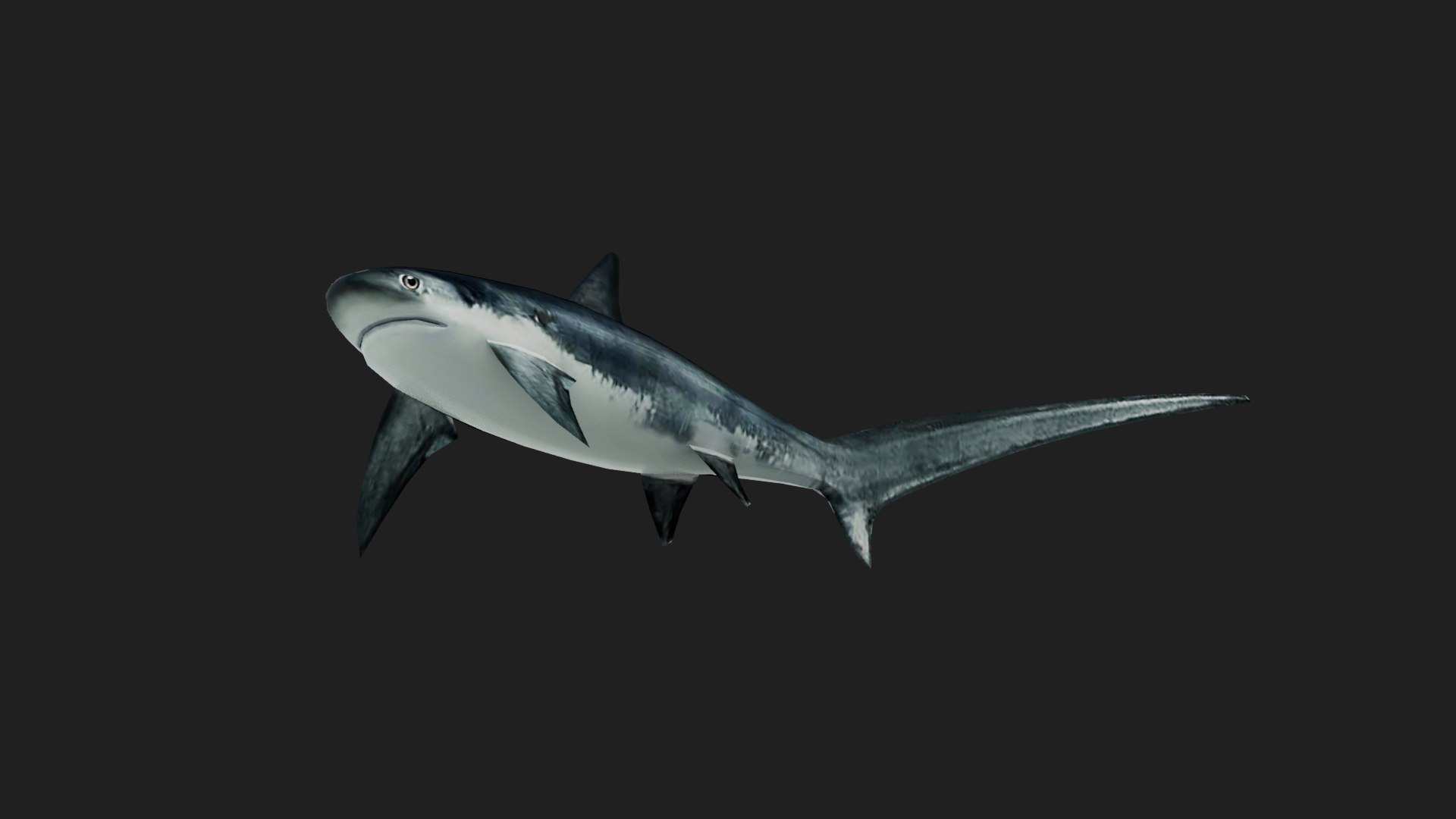 Shark model - TurboSquid 2121562