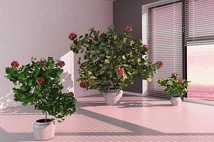 hibiscus collection