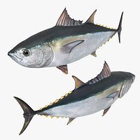 Ocean Yellowfin Tuna Rigged For Blender
