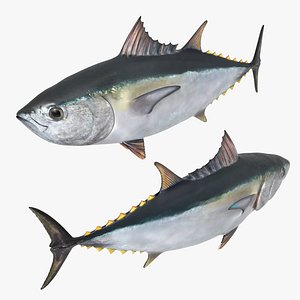 Ocean Yellowfin Tuna Rigged For Blender