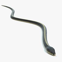 Garter Snake