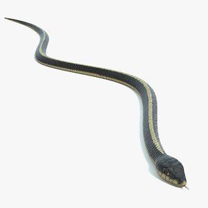 Garter Snake