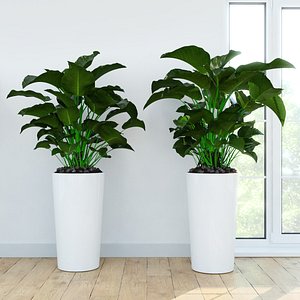 Philodendron Congo