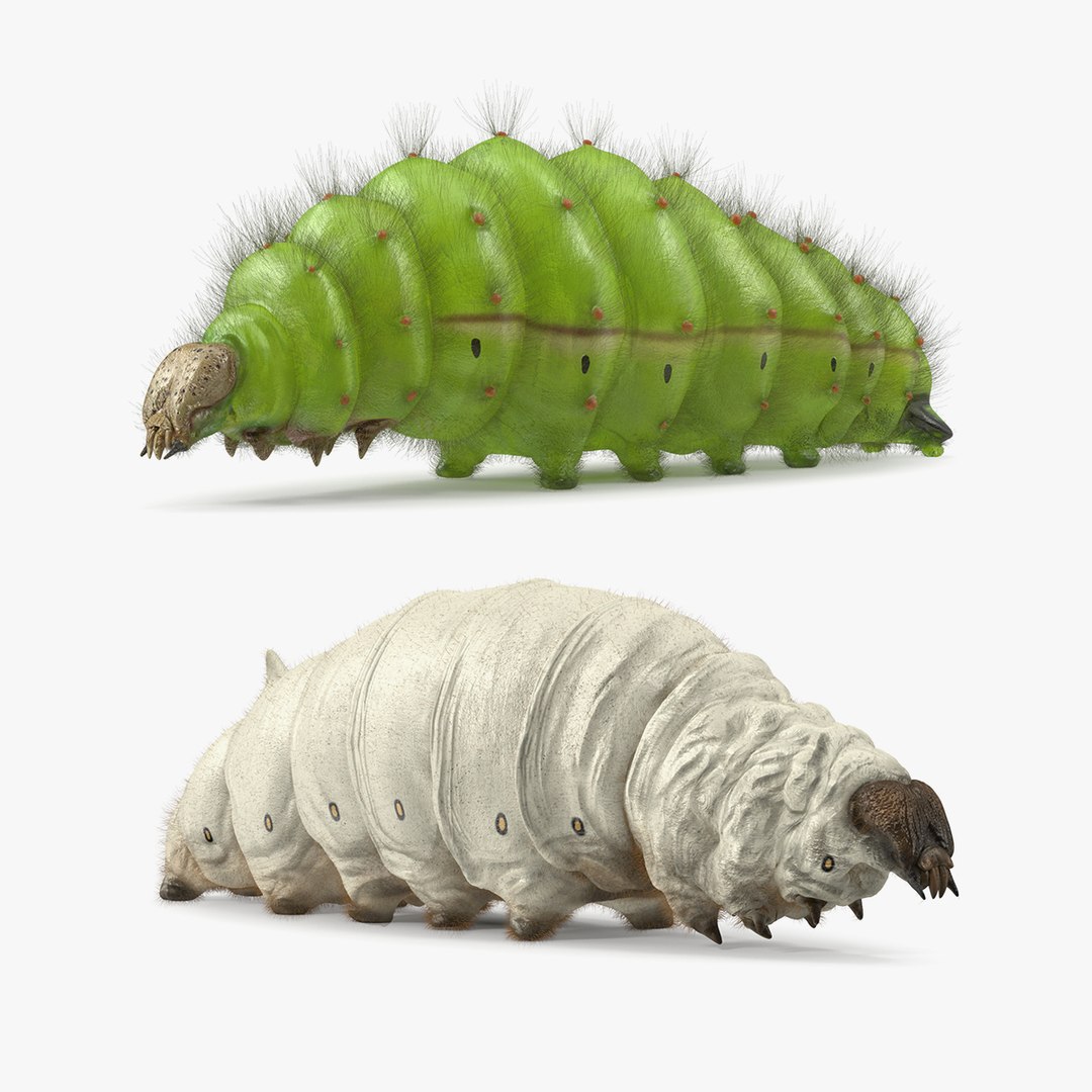 Silkworms Fur Collection 3D model preview