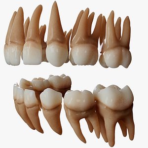 Human Baby Teeth 3D