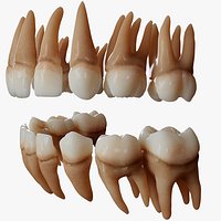 Human Baby Teeth