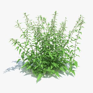 common nettle plant 3d obj