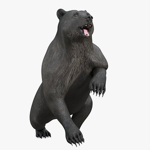 3D model Realistic Grizzly Dark Brown Rigged for Cinema 4D