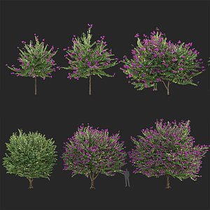 Bauhinia purpurea - Orchid Tree 3D model 3D