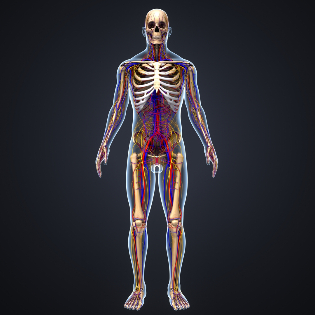 Body skeleton arteries veins 3D model - TurboSquid 1216994