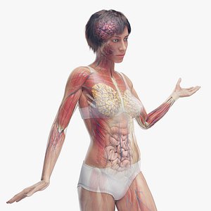 3D Female Full Anatomy Rigged Maya model