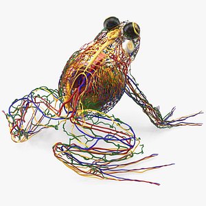 Frog Venous System model