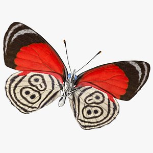 Diaethria Clymena Butterfly 3D model