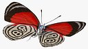 Diaethria Clymena Butterfly