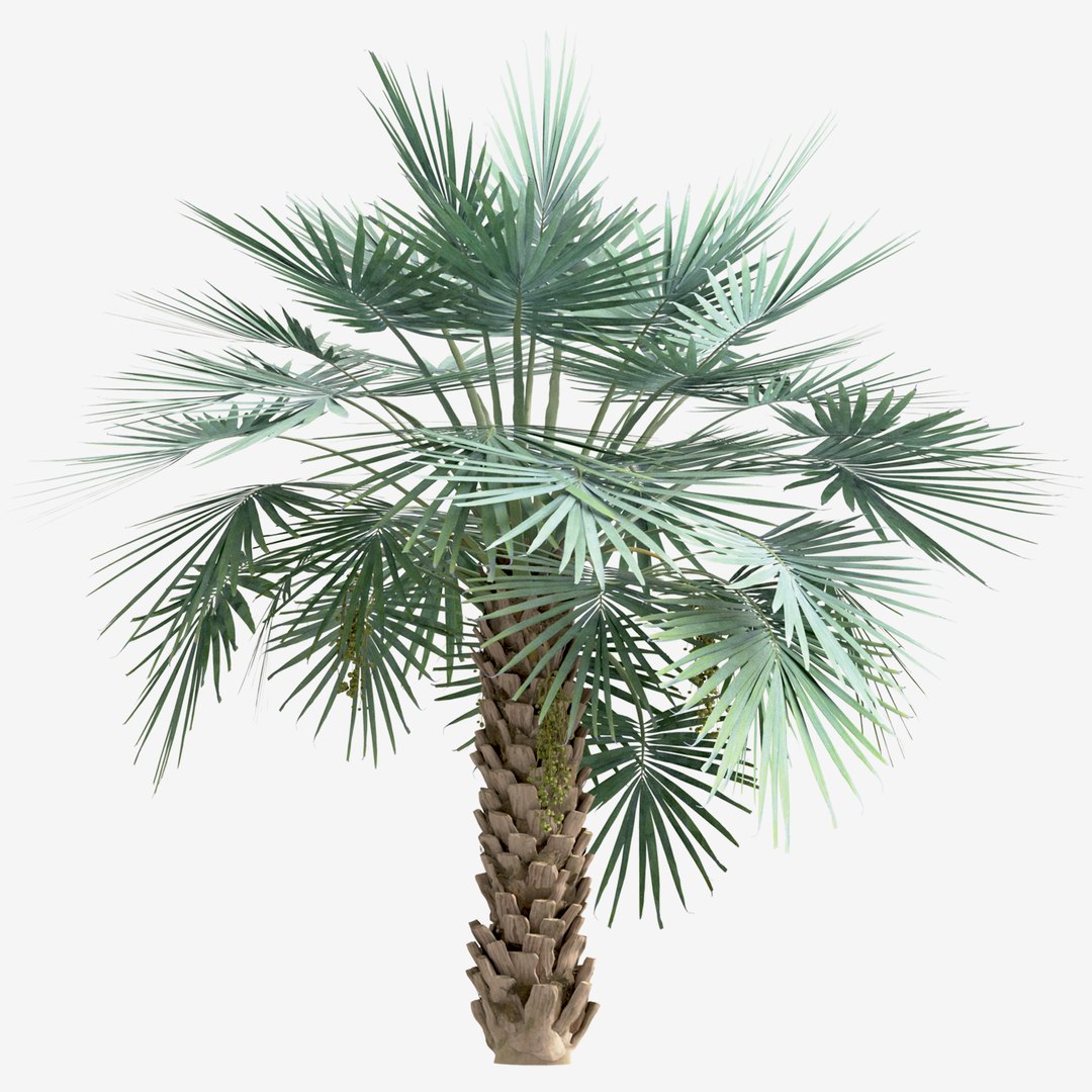 Set Of Copernicia Palm Or Carnaubeira Tree -2 Trees 3D Model ...