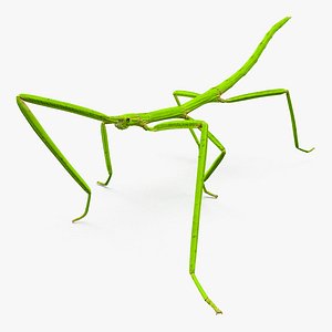 Stick Insect Green Walking Pose