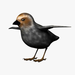 BIRD 3D model
