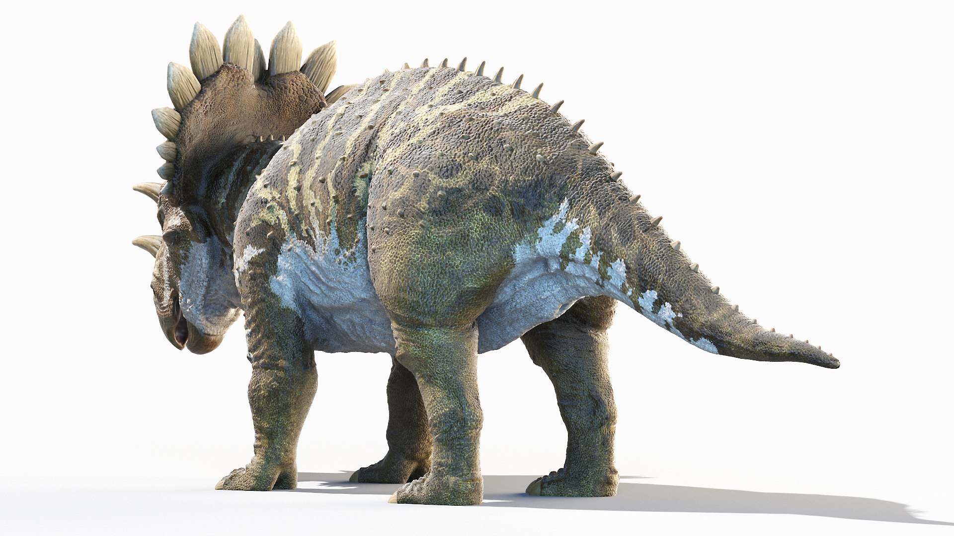 Regaliceratops Animated 3D model https://p.turbosquid.com/ts-thumb/oF/YbrLXO/1F/regaliceratops0002/jpg/1620312046/1920x1080/fit_q87/48436e649e5aec08a79074a254df01984b7cb4f0/regaliceratops0002.jpg