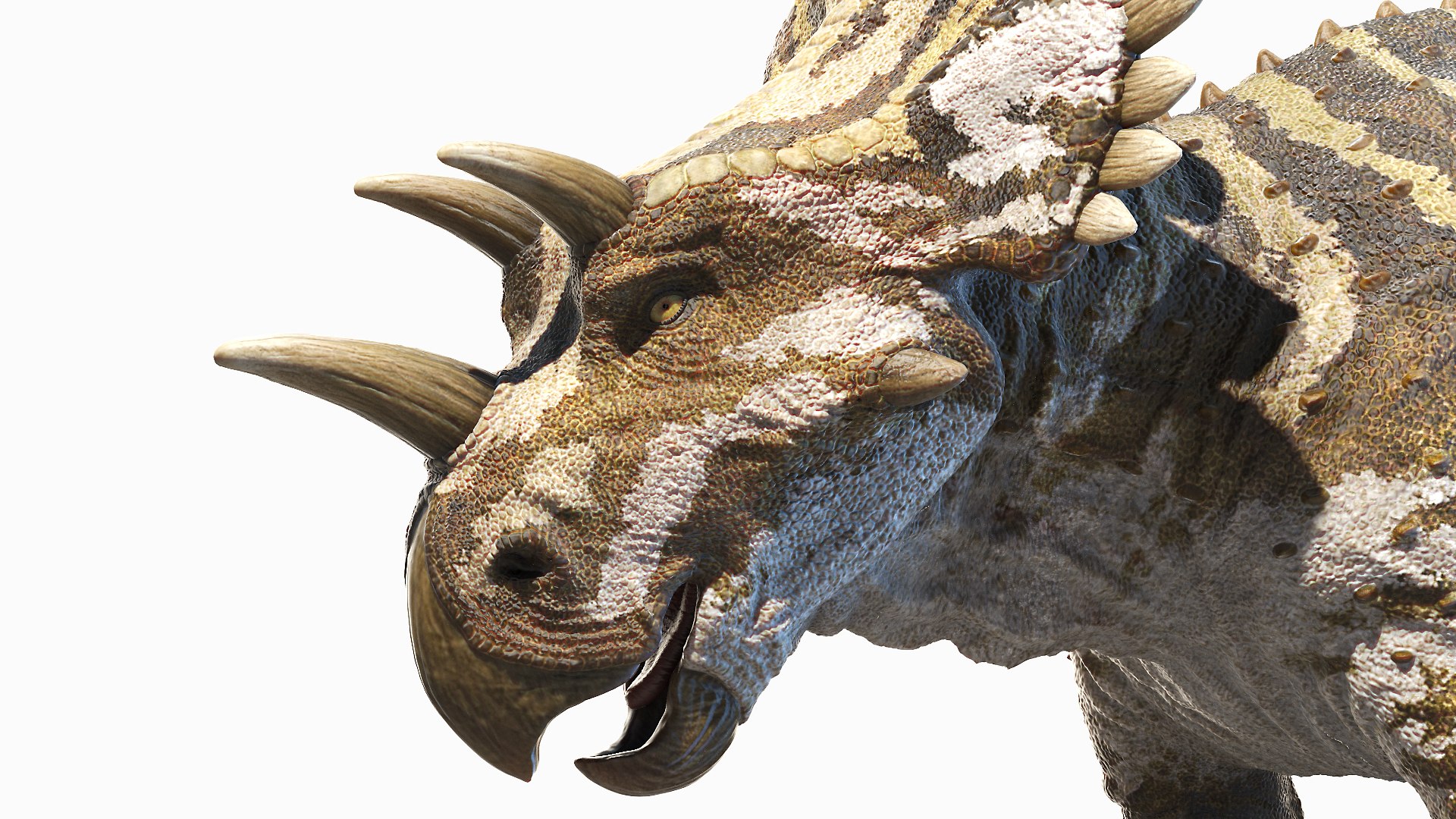 Regaliceratops Animated 3D model https://p.turbosquid.com/ts-thumb/oF/YbrLXO/Bs/regaliceratops0004/jpg/1620312047/1920x1080/fit_q87/d4c998e7e37f3067495d556d75f6ef49b5180e1b/regaliceratops0004.jpg