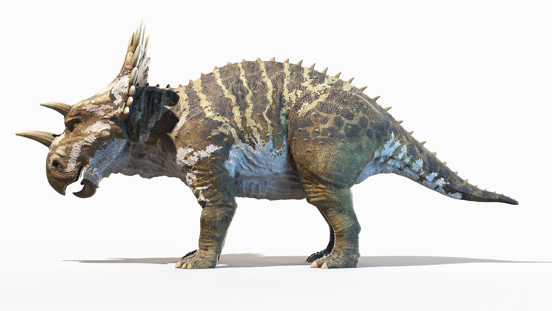 Regaliceratops Animated 3D model https://p.turbosquid.com/ts-thumb/oF/YbrLXO/me/regaliceratops0001/jpg/1620312044/1920x1080/fit_q87/e42e5bfbef3348eb86769caa31a6216c41ef4b29/regaliceratops0001.jpg