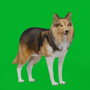 Shetland Sheepdog Sheltie