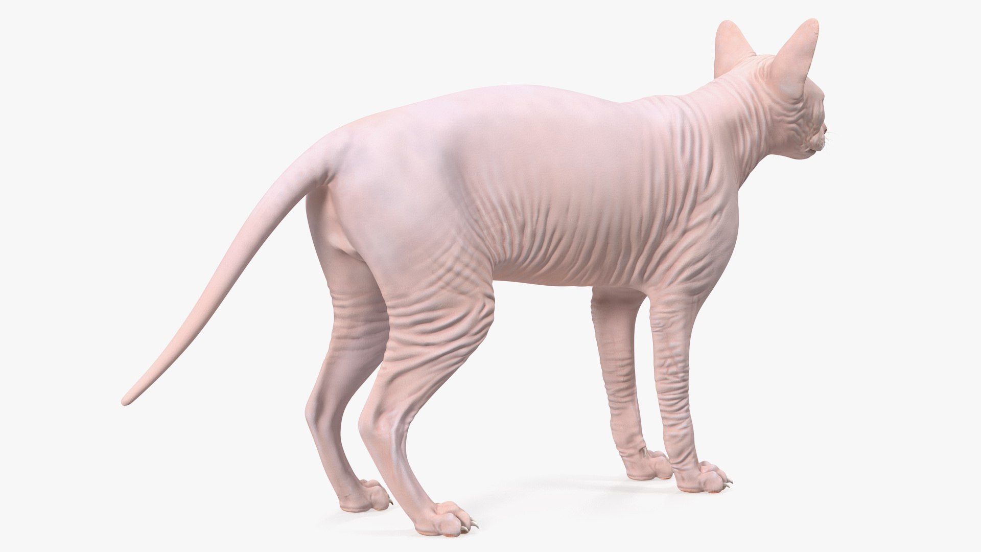 cream sphynx cat rigged model https://p.turbosquid.com/ts-thumb/oF/oo789L/9UeYtnnU/creamsphynxcatriggedvray3dmodel015/jpg/1606342331/1920x1080/fit_q87/6739dd4b1028d71eacb7b173dce1b5313ce1cd68/creamsphynxcatriggedvray3dmodel015.jpg