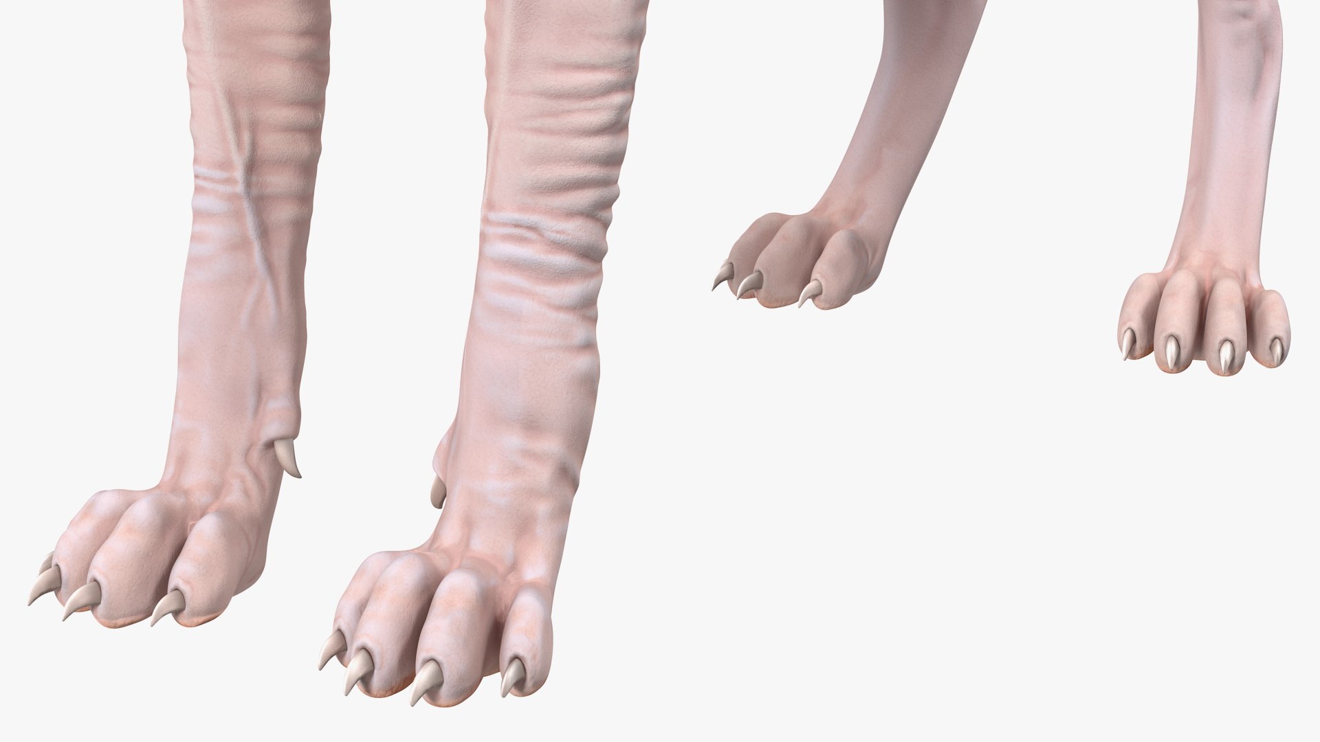 cream sphynx cat rigged model https://p.turbosquid.com/ts-thumb/oF/oo789L/AJeMgUXg/creamsphynxcatriggedvray3dmodel021/jpg/1606342402/1920x1080/fit_q87/7005ff3619749327c5ffc079b7cab8a8995e15d9/creamsphynxcatriggedvray3dmodel021.jpg