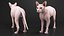Cream Sphynx Cat Rigged para Modo