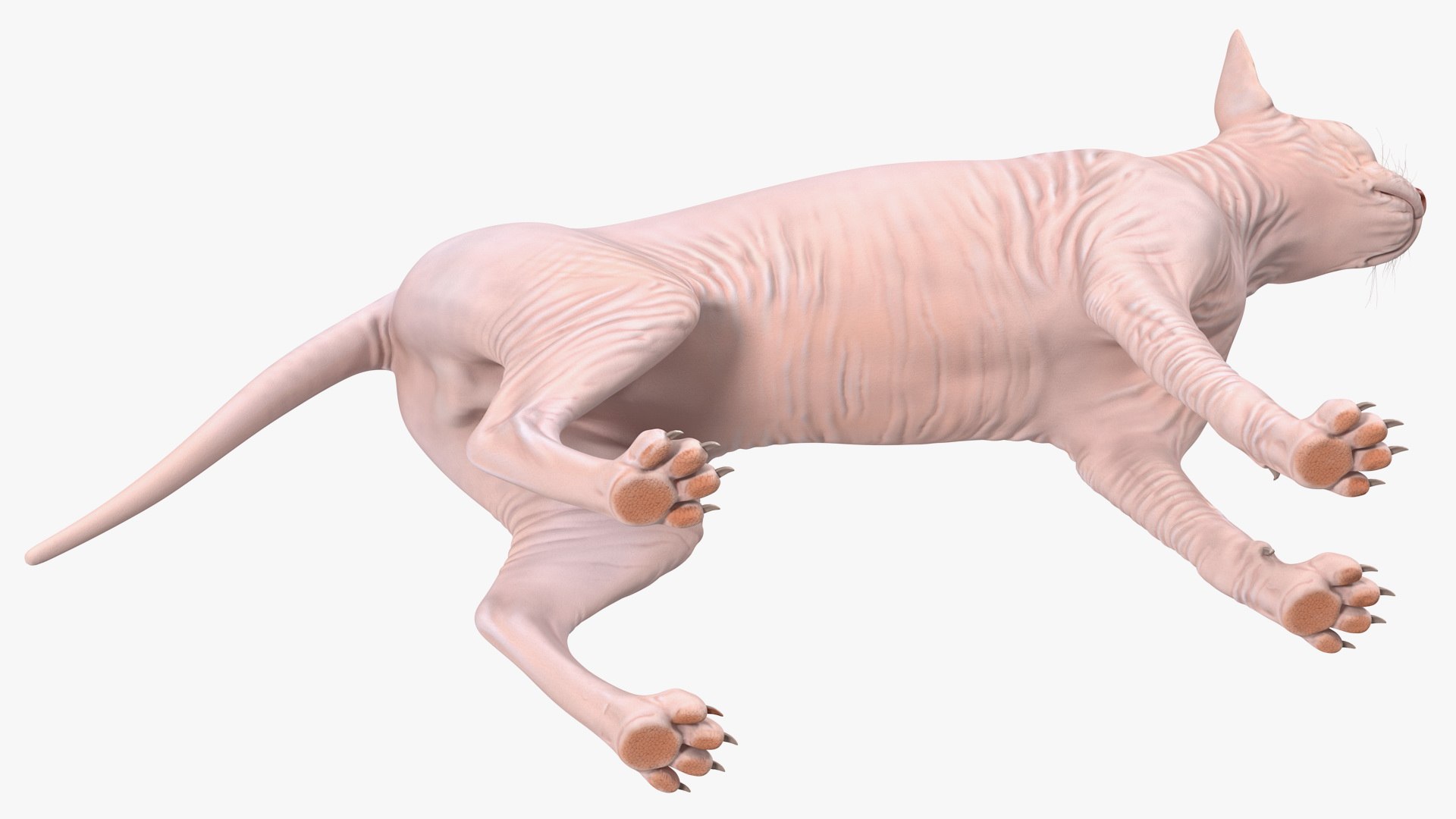 cream sphynx cat rigged model https://p.turbosquid.com/ts-thumb/oF/oo789L/sFrvuOH6/creamsphynxcatriggedvray3dmodel017/jpg/1606342355/1920x1080/fit_q87/da19836f5bfe55df40447684ed92aeb3eebaa8c5/creamsphynxcatriggedvray3dmodel017.jpg