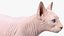 Cream Sphynx Cat Rigged para Modo