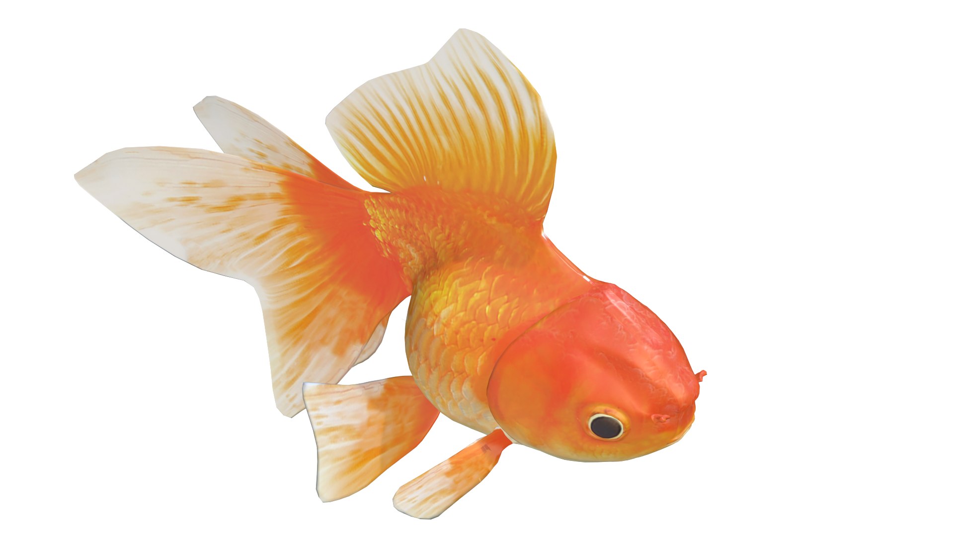 Oranda Breed 3D Model Model - TurboSquid 2313595