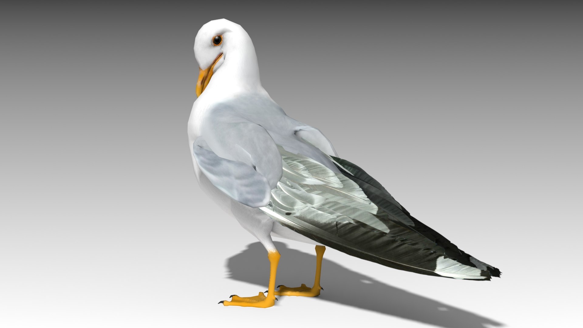 Seagull 3D - TurboSquid 1457347