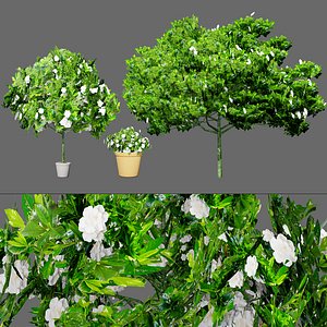 LowPoly Gardenia Shrubs