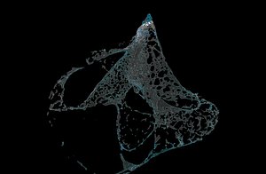 water splash explosion v1 realflow