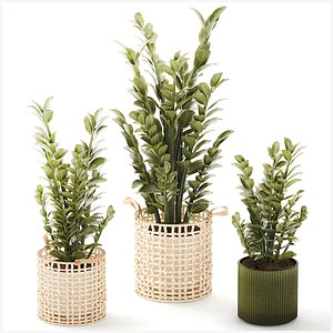 3D Collection flowers white baskets Zamioculcas plants set pot model