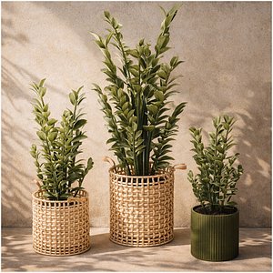 3D Collection flowers white baskets Zamioculcas plants set pot model