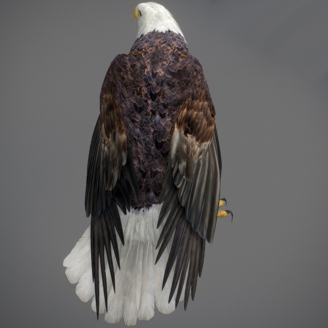 3D model Animated Eagles https://p.turbosquid.com/ts-thumb/oG/J7FK9z/0F/eaglepack_25/jpg/1789468883/1920x1080/fit_q87/cb80a358ef79bc2728cb321490103243c86ae2bc/eaglepack_25.jpg