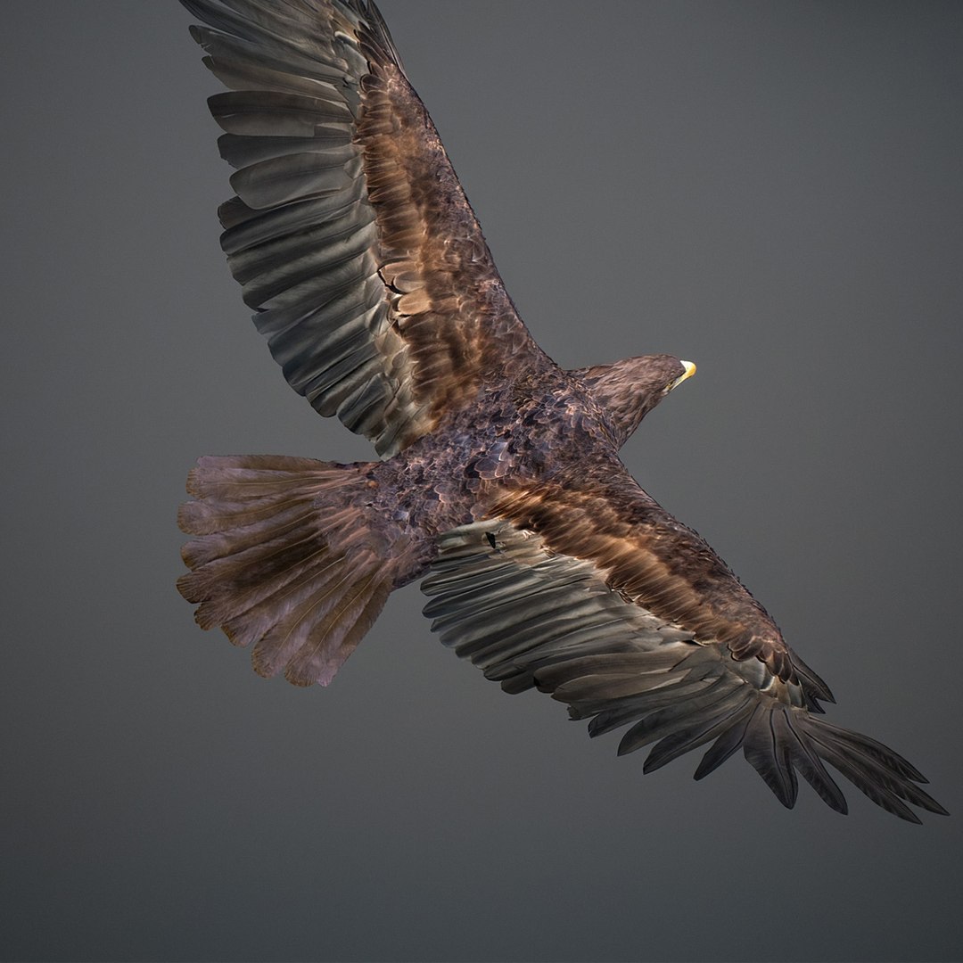 3D model Animated Eagles https://p.turbosquid.com/ts-thumb/oG/J7FK9z/1a/eaglepack_44/jpg/1789468893/1920x1080/fit_q87/6360e9c1e218a91ad9d27d7a7224a41758e8ea95/eaglepack_44.jpg