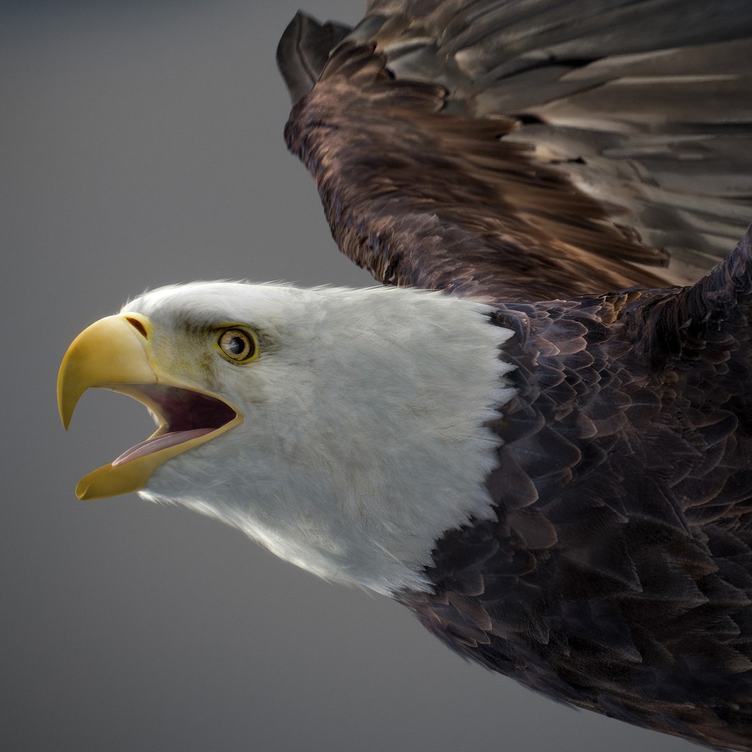 3D model Animated Eagles https://p.turbosquid.com/ts-thumb/oG/J7FK9z/3Q/eaglepack_09/jpg/1789468873/1920x1080/fit_q87/81c3a446ed19f784197fb6d613491159c1bb5b2b/eaglepack_09.jpg