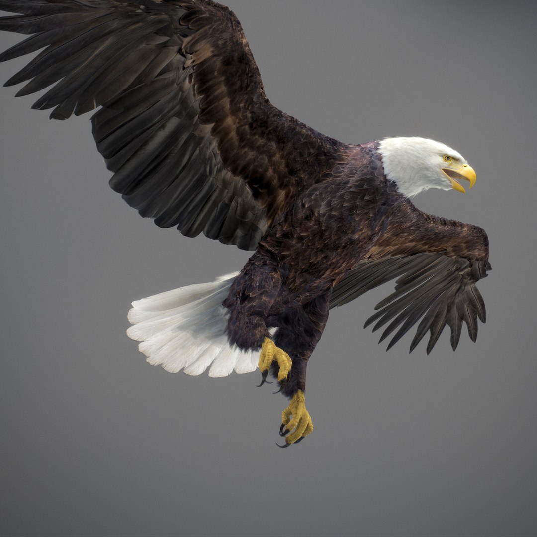 3D model Animated Eagles https://p.turbosquid.com/ts-thumb/oG/J7FK9z/B6/eaglepack_29/jpg/1789468885/1920x1080/fit_q87/ce34a1e4a7637f3f5090a3d6483891443da794f6/eaglepack_29.jpg