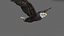 Animated Eagles