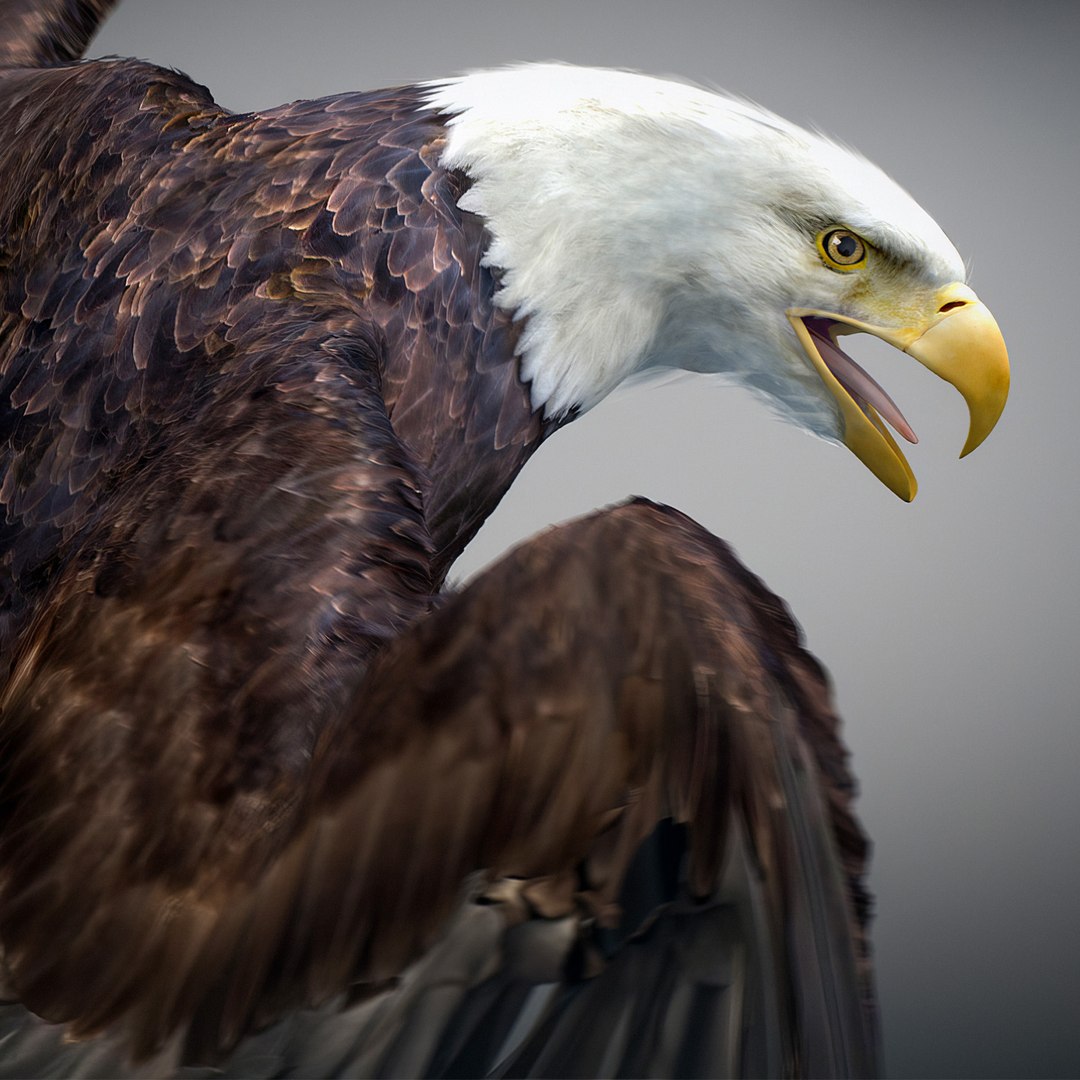 3D model Animated Eagles https://p.turbosquid.com/ts-thumb/oG/J7FK9z/ER/eaglepack_07/jpg/1789468872/1920x1080/fit_q87/be62967d2b35db22b277e965631ccfe2ec57e4d2/eaglepack_07.jpg