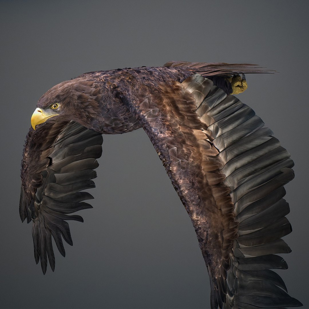 3D model Animated Eagles https://p.turbosquid.com/ts-thumb/oG/J7FK9z/HA/eaglepack_50/jpg/1789468896/1920x1080/fit_q87/b29d9aab681aa43e2dedb664985d3ff5087203d7/eaglepack_50.jpg