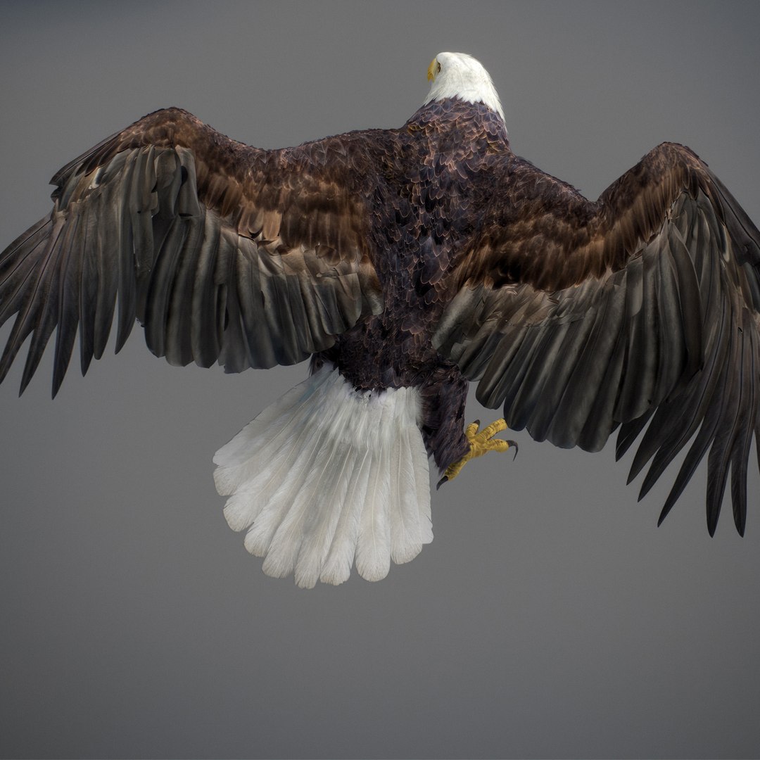 3D model Animated Eagles https://p.turbosquid.com/ts-thumb/oG/J7FK9z/IH/eaglepack_37/jpg/1789468889/1920x1080/fit_q87/b7fb15faee4f948e7f9864e7d689942befa4115c/eaglepack_37.jpg