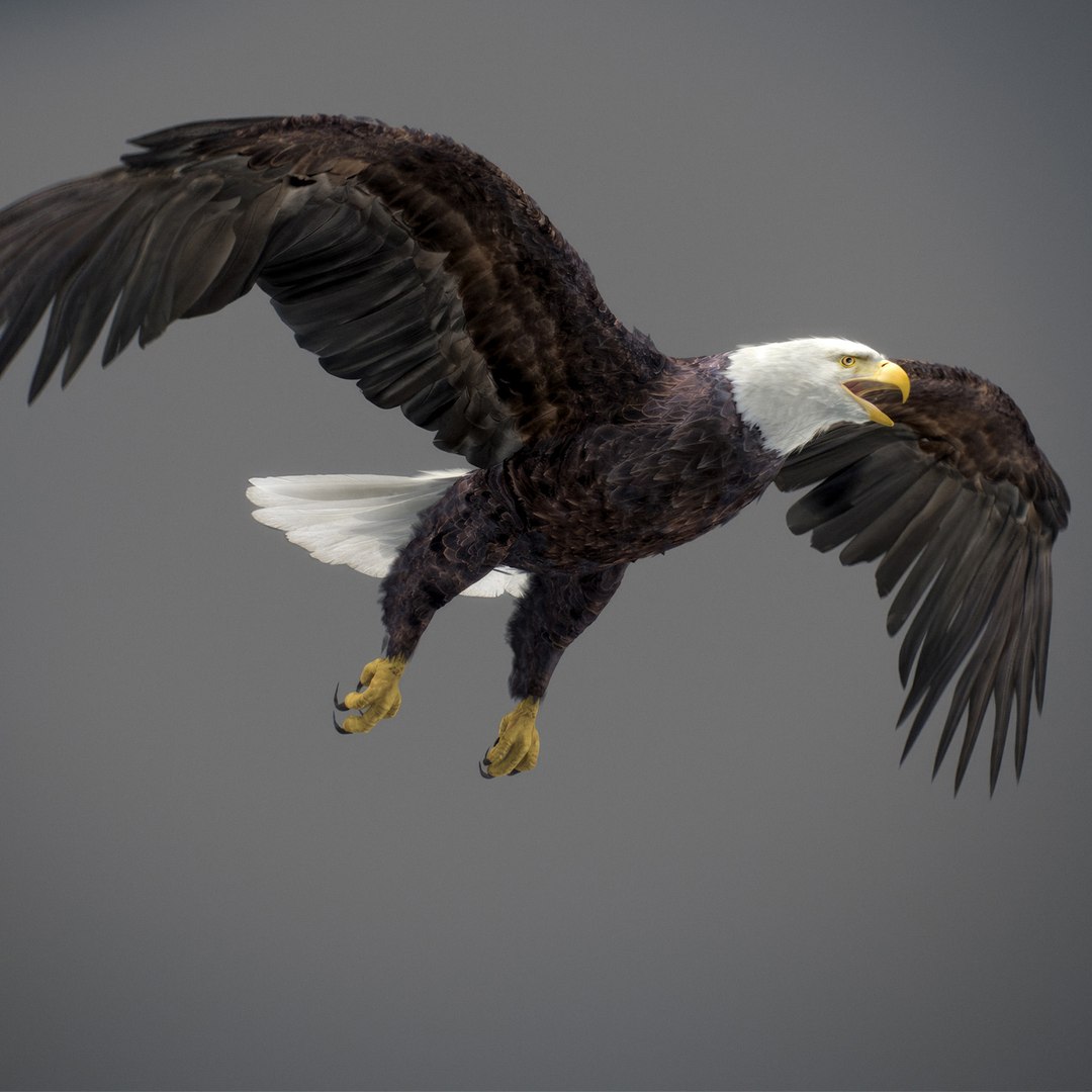 3D model Animated Eagles https://p.turbosquid.com/ts-thumb/oG/J7FK9z/Jf/eaglepack_33/jpg/1789468887/1920x1080/fit_q87/c8a2485eef4f85a88adb8d772fe14eb22da87c40/eaglepack_33.jpg