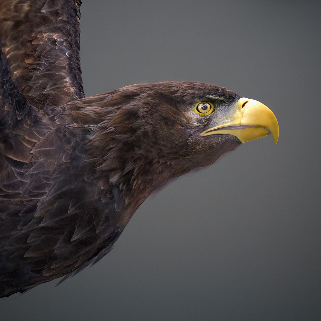 3D model Animated Eagles https://p.turbosquid.com/ts-thumb/oG/J7FK9z/Lx/eaglepack_16d/jpg/1789468881/1920x1080/fit_q87/803b8b6d79af07e6eeebae8c1e594911ee829b11/eaglepack_16d.jpg