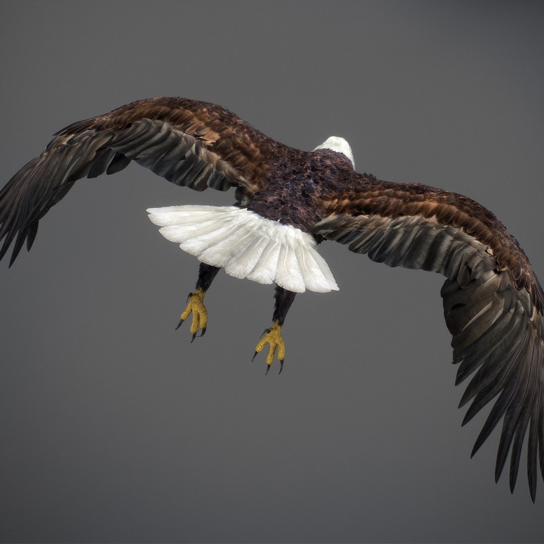 3D model Animated Eagles https://p.turbosquid.com/ts-thumb/oG/J7FK9z/Ng/eaglepack_35/jpg/1789468888/1920x1080/fit_q87/853046a510185a1b26fdb1d53dab287037683166/eaglepack_35.jpg